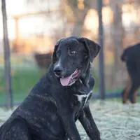 Bear Tiscar Farm Dog, a male Akita and Dutch Shepherd for sale in Maricopa, AZ – Photo 4 of 10