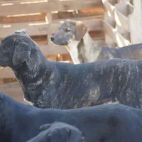 Bear Tiscar Farm Dog, a male Akita and Dutch Shepherd for sale in Maricopa, AZ – Photo 9 of 10