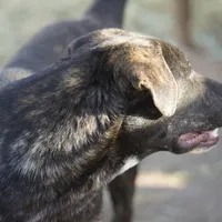 Bear Tiscar Farm Dog, a male Akita and Dutch Shepherd for sale in Maricopa, AZ – Photo 10 of 10