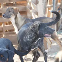 Bear Tiscar Farm Dog, a male Akita and Dutch Shepherd for sale in Maricopa, AZ – Photo 7 of 10