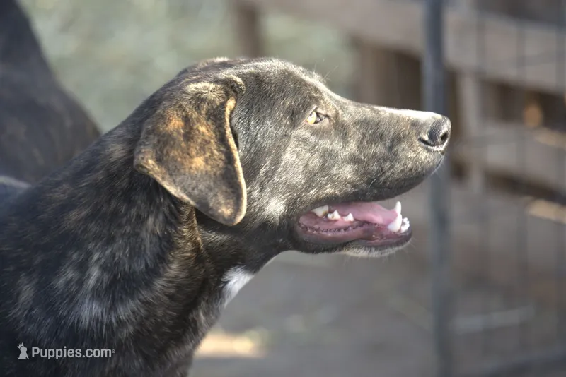 Bear Tiscar Farm Dog