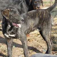 Bear Tiscar Farm Dog, a male Akita and Dutch Shepherd for sale in Maricopa, AZ – Photo 2 of 10