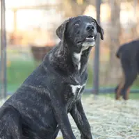 Bear Tiscar Farm Dog, a male Akita and Dutch Shepherd for sale in Maricopa, AZ – Photo 5 of 10