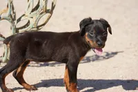 Rott (Chanel F), a female Rottweiler for sale in Maricopa, AZ – 6 of 10