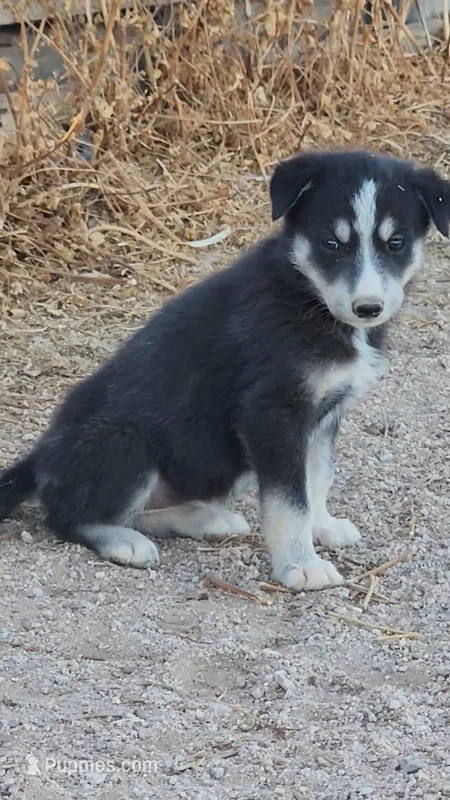 McNabsky F blkwht – Siberian Husky, McNab Shepherd puppy for sale in Maricopa, AZ
