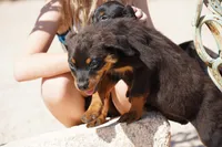 Meleys, a female Rottweiler for sale in Maricopa, AZ – 5 of 6