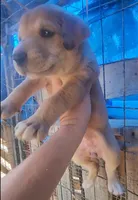 Doberdane Champagne F, a female Doberman Pinscher and Great Dane for sale in Maricopa, AZ – 2 of 3
