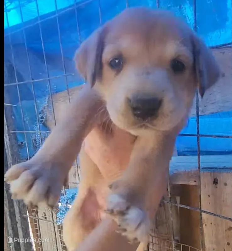 Doberdane Champagne F – Doberman Pinscher, Great Dane puppy for sale in Maricopa, AZ