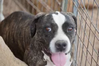 Bansky (SliverBrindle), a male Siberian Husky and American Mastiff for sale in Maricopa, AZ – 4 of 10