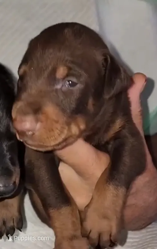 Akira Red M – Doberman Pinscher puppy for sale in Maricopa, AZ