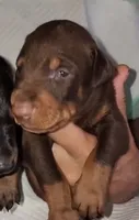 Akira Red M, a male Doberman Pinscher for sale in Maricopa, AZ – 1 of 5