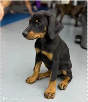 Dobie (Blk F1), a female Doberman Pinscher for sale in Maricopa, AZ – 6 of 8