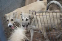 Bansky (B2), a female Siberian Husky and American Mastiff for sale in Maricopa, AZ – 4 of 10