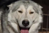 Bansky Pinto, a female Siberian Husky and American Mastiff for sale in Maricopa, AZ – Photo 3 of 4