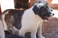 Bansky Pinto, a female Siberian Husky and American Mastiff for sale in Maricopa, AZ – 7 of 8