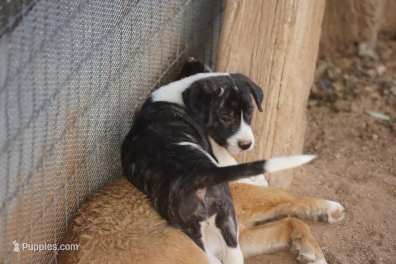 Bansky Pinto – Siberian Husky, American Mastiff puppy for sale in Maricopa, AZ