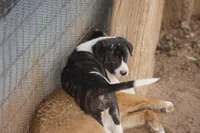 Bansky Pinto, a female Siberian Husky and American Mastiff for sale in Maricopa, AZ – Photo 1 of 4