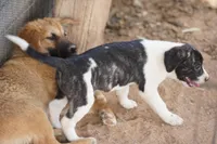 Bansky Pinto, a female Siberian Husky and American Mastiff for sale in Maricopa, AZ – Photo 2 of 4
