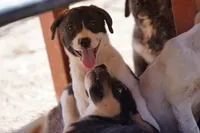 Bansky Pinto, a female Siberian Husky and American Mastiff for sale in Maricopa, AZ – 3 of 8