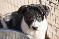 Bansky Pinto, a female Siberian Husky and American Mastiff for sale in Maricopa, AZ – 2 of 8