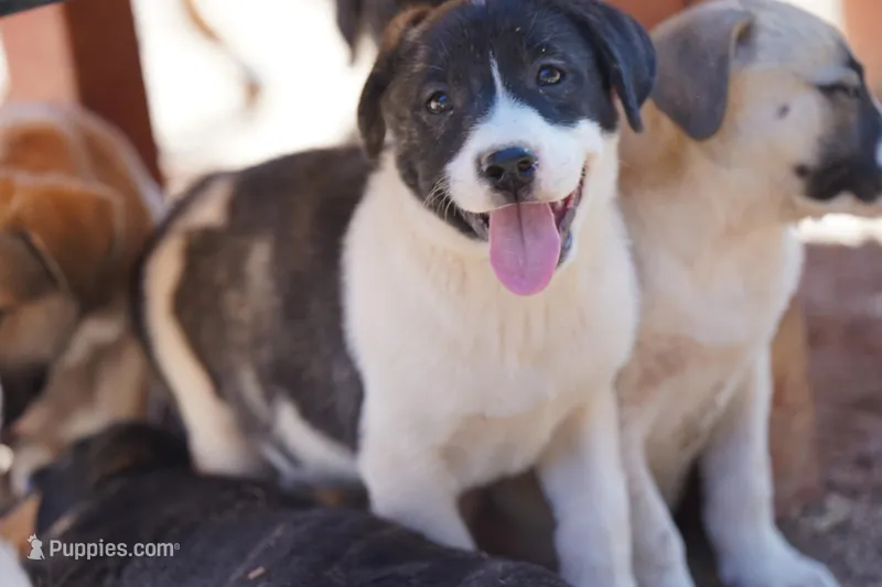 Bansky Pinto – Siberian Husky, American Mastiff puppy for sale in Maricopa, AZ