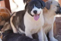 Bansky Pinto, a female Siberian Husky and American Mastiff for sale in Maricopa, AZ – 1 of 8