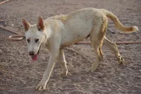 Tiscar Farm Dog (Alex), a male Akita and McNab Shepherd for sale in Maricopa, AZ – 9 of 10