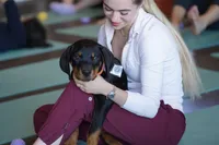 Vermithor, a male Rottweiler for sale in Maricopa, AZ – 3 of 10
