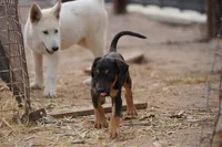 Doberdane Blk/Rst F, a female Doberman Pinscher and Great Dane for sale in Maricopa, AZ – 9 of 10
