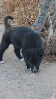 McNabsky M black, a male Siberian Husky and McNab Shepherd for sale in Maricopa, AZ – 2 of 4