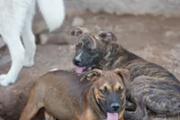 Bandogge (BrindM), a male American Mastiff for sale in Maricopa, AZ – 10 of 10