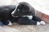 McNabsky F blu eye, a female Siberian Husky and McNab Shepherd for sale in Maricopa, AZ – 8 of 10