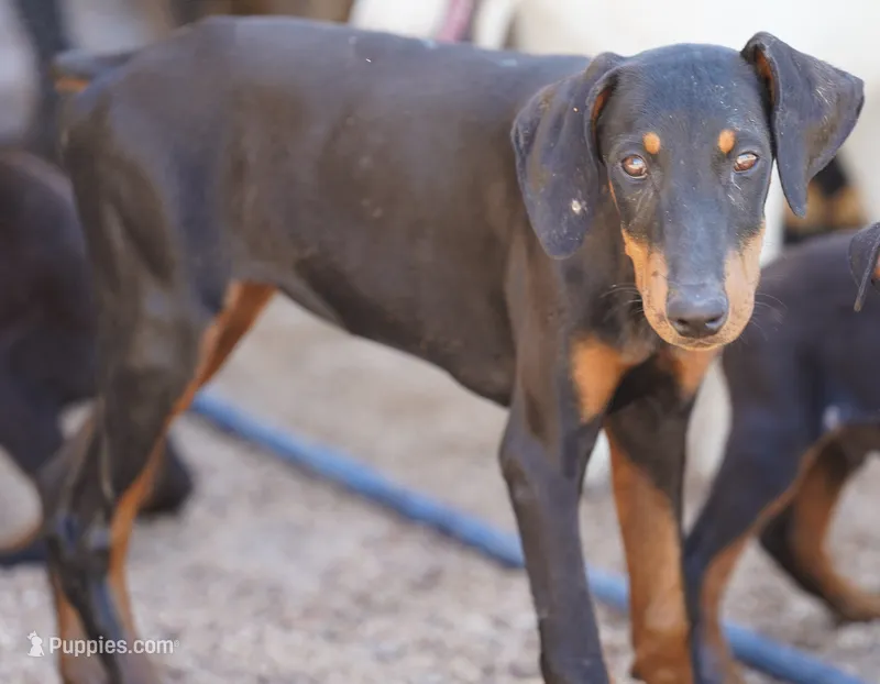 Dobie Blk F Diabla – Doberman Pinscher puppy for sale in Maricopa, AZ