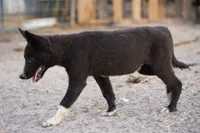 McNabsky (Balto), a male Siberian Husky and McNab Shepherd for sale in Maricopa, AZ – 10 of 10