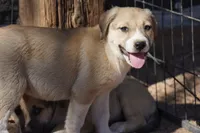 Bansky Blonde 2, a female Siberian Husky and American Mastiff for sale in Maricopa, AZ – 5 of 7