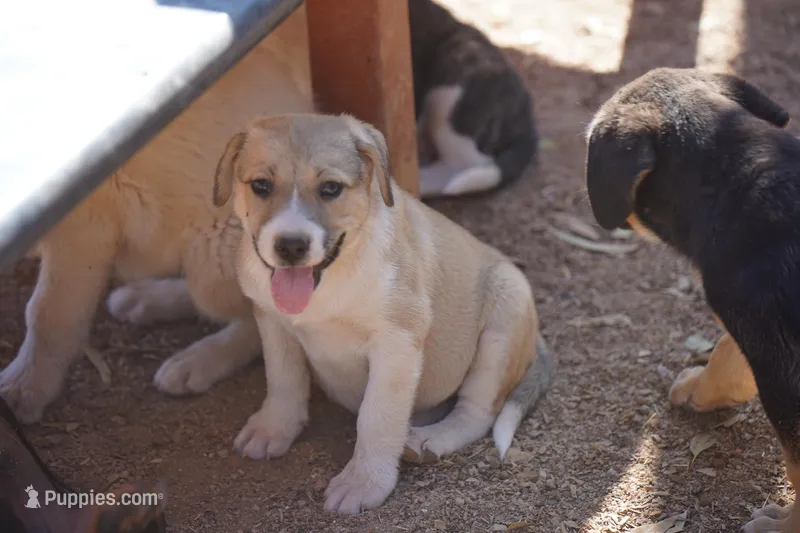 Bansky Blonde 2 – Siberian Husky, American Mastiff puppy for sale in Maricopa, AZ
