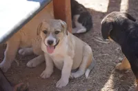 Bansky Blonde 2, a female Siberian Husky and American Mastiff for sale in Maricopa, AZ – 1 of 7