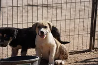 Bansky Blonde 2, a female Siberian Husky and American Mastiff for sale in Maricopa, AZ – 6 of 7