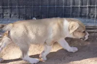 Bansky Blonde 2, a female Siberian Husky and American Mastiff for sale in Maricopa, AZ – 4 of 7