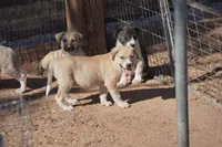 Bansky Blonde 2, a female Siberian Husky and American Mastiff for sale in Maricopa, AZ – 7 of 7