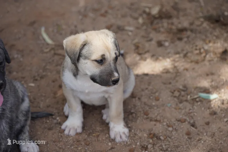Bansky Blonde 2 – Siberian Husky, American Mastiff puppy for sale in Maricopa, AZ