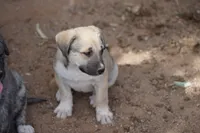 Bansky Blonde 2, a female Siberian Husky and American Mastiff for sale in Maricopa, AZ – Photo 1 of 2