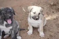 Bansky Blonde 2, a female Siberian Husky and American Mastiff for sale in Maricopa, AZ – Photo 2 of 2