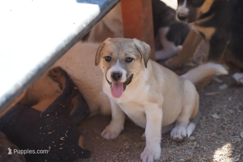 Bansky Blonde 2 – Siberian Husky, American Mastiff puppy for sale in Maricopa, AZ