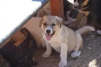 Bansky Blonde 2, a female Siberian Husky and American Mastiff for sale in Maricopa, AZ – 2 of 7