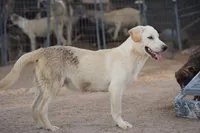 Toes M Lorek, a male Akita and McNab Shepherd for sale in Maricopa, AZ – 10 of 10