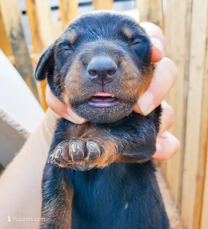 Akira Blk F – Doberman Pinscher puppy for sale in Maricopa, AZ