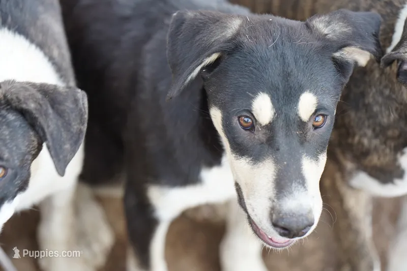 Bansky (Tri) – Siberian Husky, American Mastiff puppy for sale in Maricopa, AZ