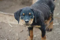 Vermithor, a male Rottweiler for sale in Maricopa, AZ – 5 of 8