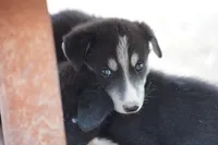 McNabsky F blkwht, a female Siberian Husky and McNab Shepherd for sale in Maricopa, AZ – 4 of 10